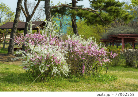 花 ピンク 木の写真素材