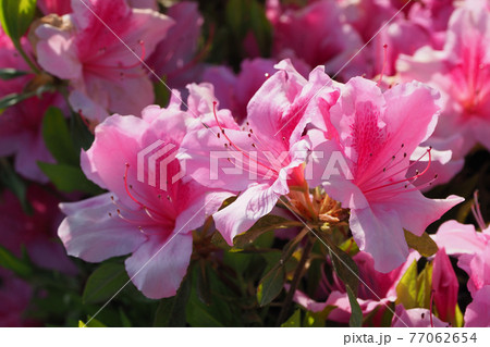 ツツジ　春の素材 77062654