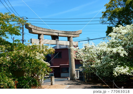 ナンジャモンジャに囲まれた鳥居 77063018