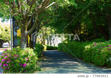 なんじゃもんじゃ通りの散歩道 77063021