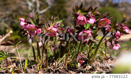 カラフルに咲く「クリスマスローズ」 77063122