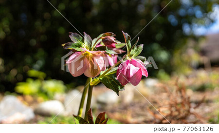 カラフルに咲く「クリスマスローズ」 77063126