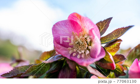 カラフルに咲く「クリスマスローズ」 カラフルに咲く「クリスマスローズ」 77063130