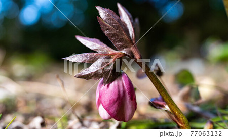 カラフルに咲く「クリスマスローズ」 77063132