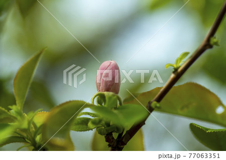 芽 花 ピンク 77063351
