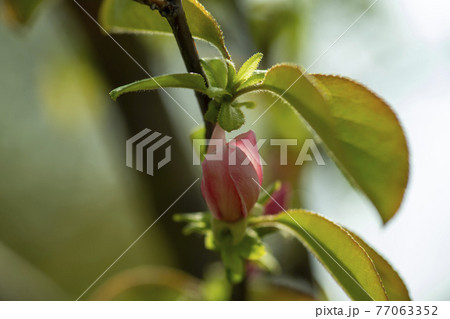芽 花 ピンク 77063352