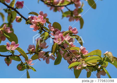 花 ピンク 樹木の写真素材