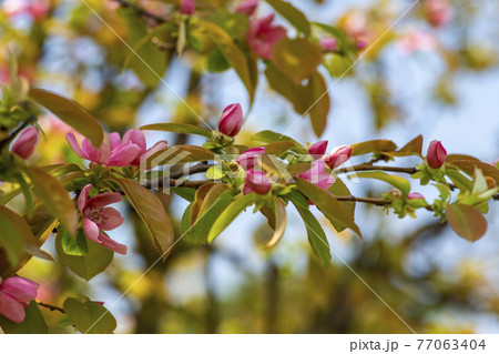 芽 花 ピンク 77063404