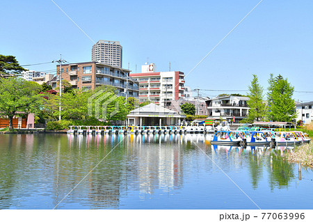 石神井公園(東京都練馬区)【2021.4】 石神井公園(東京都練馬区)【2021.4】 77063996