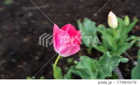 花も葉も美しい「チューリップ」 77064079