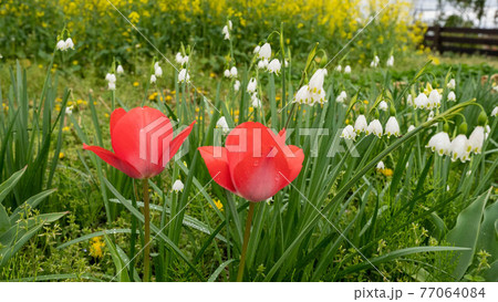 花も葉も美しい「チューリップ」 77064084