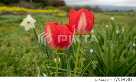 花も葉も美しい「チューリップ」 77064088