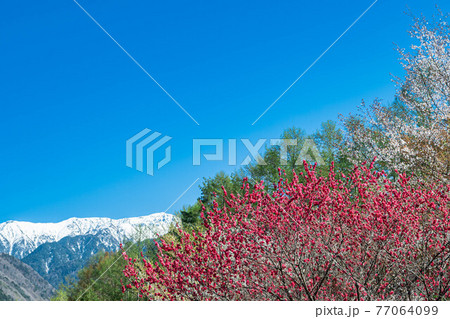 花桃の花と青空と雪山 77064099