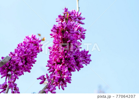 花 見よ 万 77064207
