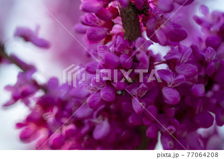 花 見よ 万 77064208