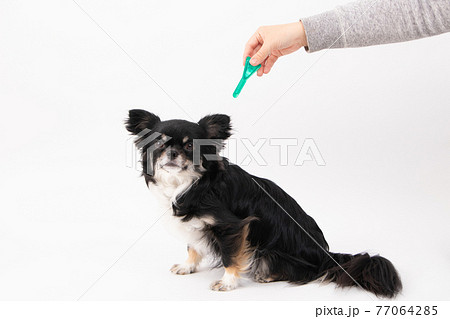 ノミマダニ駆除薬を点薬してもらう黒いロングコートチワワ ノミマダニ駆除薬を点薬してもらう黒いロングコートチワワ 77064285