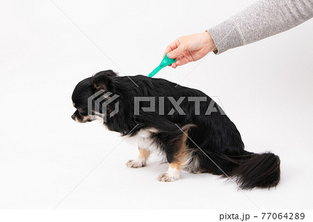 ノミマダニ駆除薬を点薬してもらう黒いロングコートチワワ 77064289