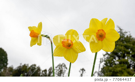 冬に咲く花「黄色水仙」 77064437