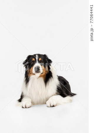 Portrait of Australian Shepherd dog posing isolated over white background. Portrait of Australian Shepherd dog posing isolated over white background. 77064441