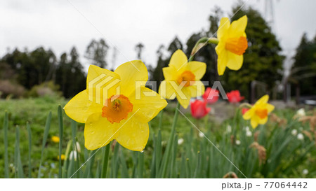 冬に咲く花「黄色水仙」 77064442