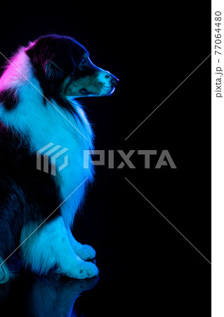 Portrait of Australian Shepherd dog isolated over gradient background in neon. Portrait of Australian Shepherd dog isolated over gradient background in neon. 77064480