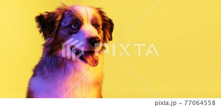 Close-up Australian Shepherd dog isolated over gradient background in neon. Close-up Australian Shepherd dog isolated over gradient background in neon. 77064558