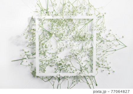 spring concept. white hypsophila flowers on a white background 77064827