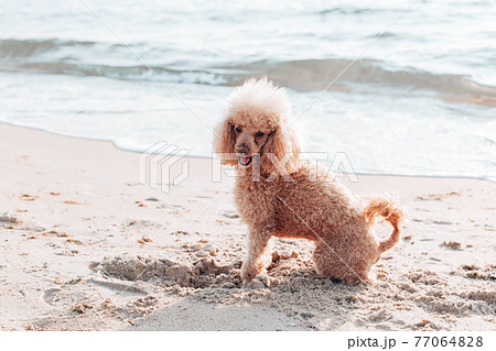 Red haired poodle dog sits and looks into the camera on the beach near the sea on a sunny day 77064828