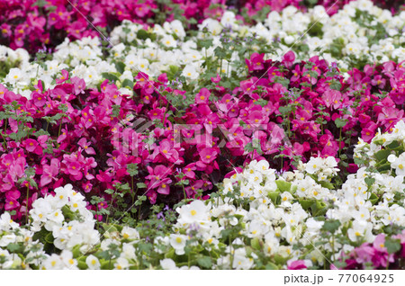 公園のベゴニアの花が白と赤のラインを作っています。 公園のベゴニアの花が白と赤のラインを作っています。 77064925
