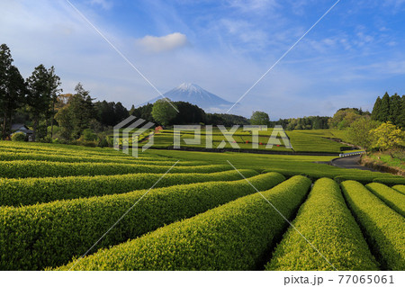 茶畑と富士山 茶畑と富士山 77065061