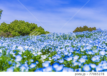 ネモフィラの丘 国営昭和記念公園の写真素材