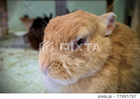 ウサギ 77065787