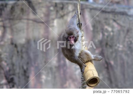 子ザル 77065792