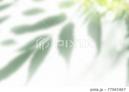 森の木々の影 77065867