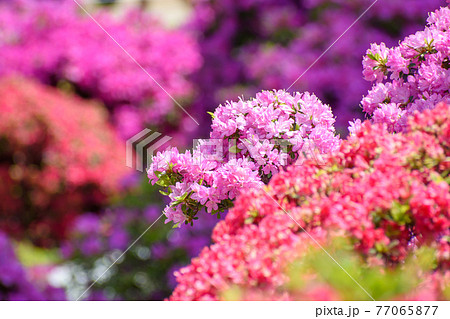 つつじの花 77065877