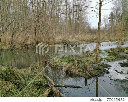 Bemowo Forest. The green part of Warsaw. 77065921