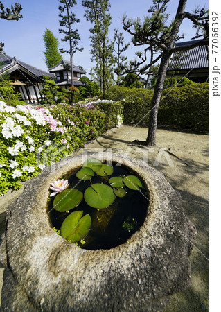 ツツジ咲く古刹の春 ツツジ咲く古刹の春 77066392