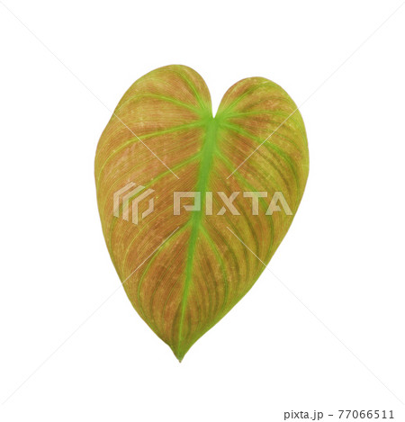 Philodendron micans leaf texture with isolated background 77066511