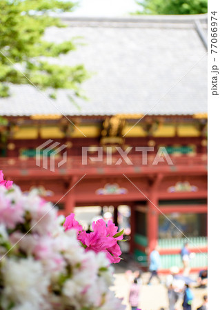 つつじの花 77066974