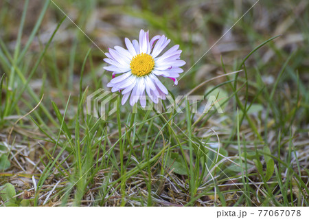 daisy flower on meadow 77067078