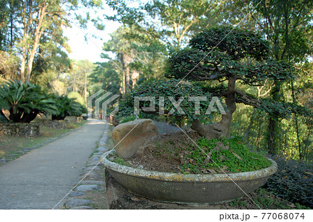 Wuyishan mountains in Fujian Province, China. The gardens in the grounds of Wuyi Temple. Focus on the foreground tree. Wuyi mountains are a UNESCO World Heritage site in China. Wuyishan, China. 77068074