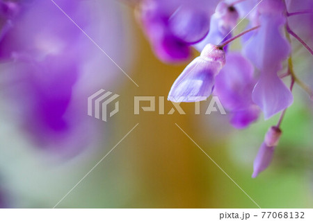 藤の花 藤の花 77068132