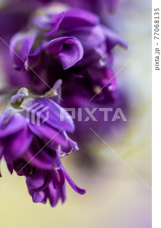 八重の藤の花 77068135