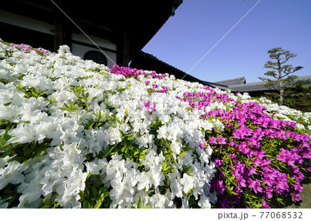 ツツジ咲く古刹の春 77068532