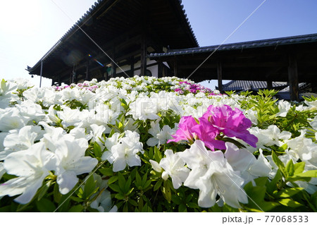 ツツジ咲く古刹の春 77068533