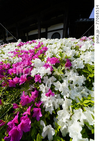 ツツジ咲く古刹の春 77068534