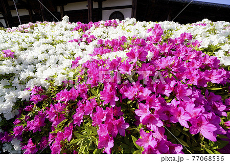 ツツジ咲く古刹の春 77068536