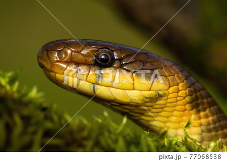 Portrait of aesculapian snake looking in summer nature Portrait of aesculapian snake looking in summer nature 77068538