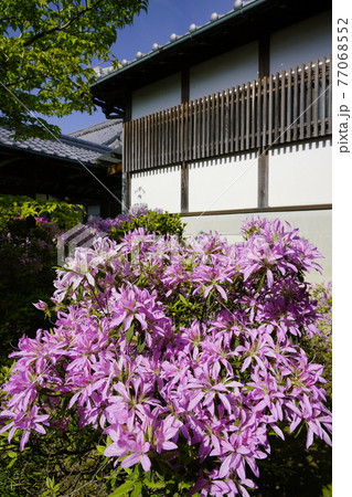 ツツジ咲く古刹の春 77068552