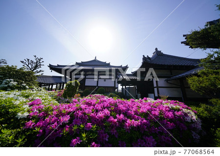 ツツジ咲く古刹の春 77068564